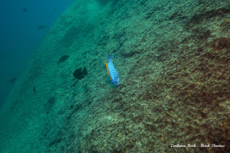 Labeotropheus trewavasae 'Zimbawe Rock'